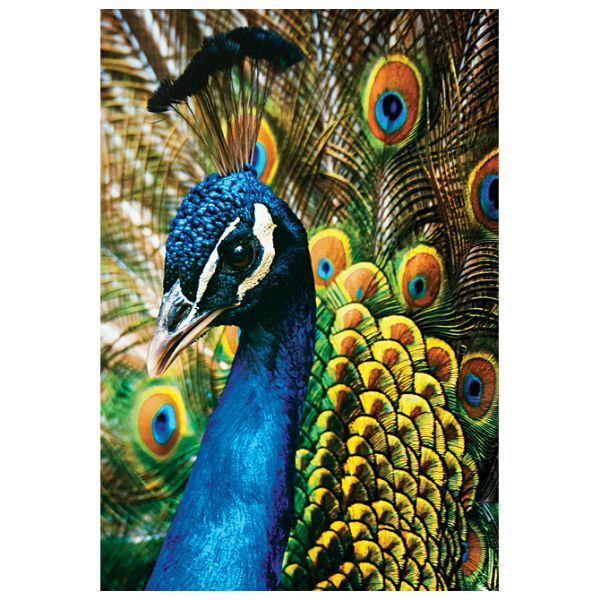 Puzzle 250 kom Colorful nature 1 Peacock Interdruk