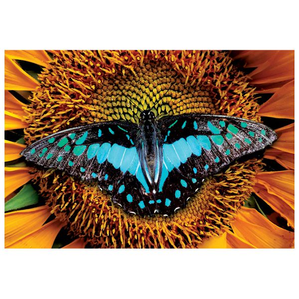 Puzzle 250 kom Colorful nature 2 Butterfly Interdruk