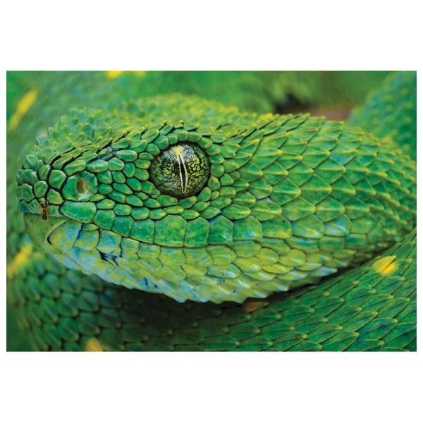 Puzzle 250 kom Colorful nature 4 Snake Interdruk