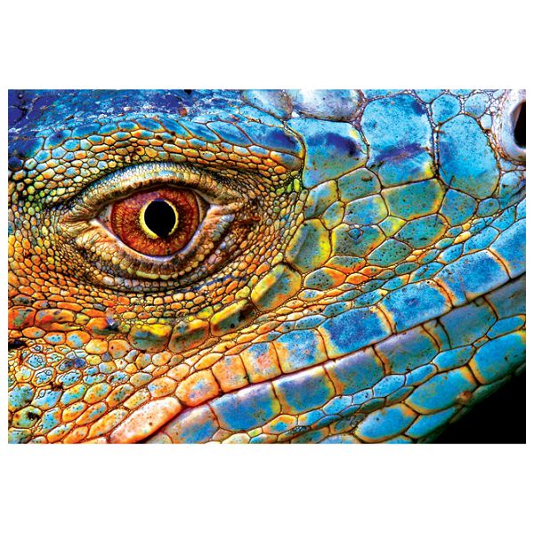 Puzzle 250 kom Colorful nature 5 Lizard Interdruk